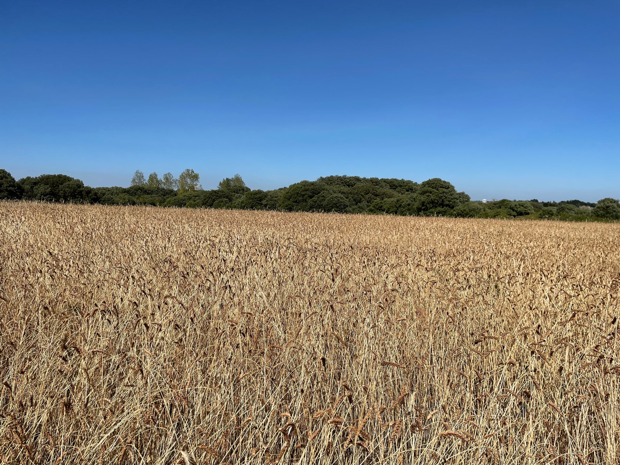 Farine de petit épeautre ( moulu à la meule de pierre )