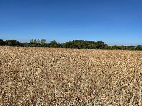 Farine de petit épeautre ( moulu à la meule de pierre )