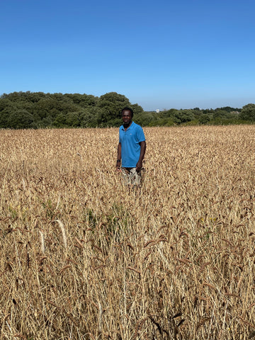 Farine de Froment T65 moulu (mélange de variétés anciennes de blé moulu à la meule de pierre)